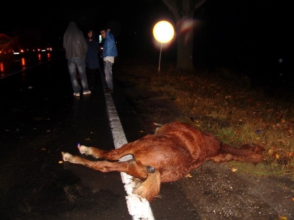 accident-cal