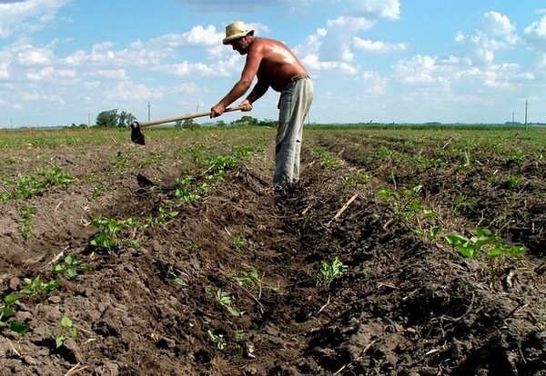 agricultura