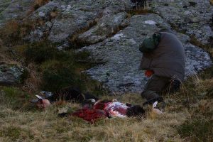 Fost ofiter SRI, prins la braconaj de capre negre
