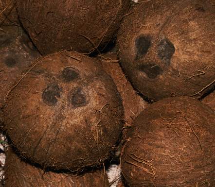 cocos