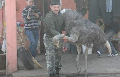 Cu strutul la plimbare prin…Pitesti!