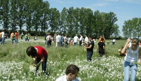 Invitatie la…Sarbatoarea Narciselor!