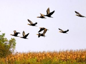 Oare ce se întâmplă? Tot mai puţine păsări iernează în Argeş!