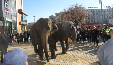 Piteştenii, uluiţi! Doi elefanţi, pe „Strada Mare”!