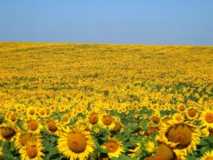 ROMÂNIA ÎȘI ARATĂ MUȘCHII ÎN AGRICULTURA EUROPEANĂ