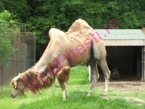 AZI ÎN PITEȘTI, GRATIS LA ZOO ȘI CĂRȚI ȘI BALOANE ÎN PARC