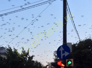VIDEO NEOBIŞNUIT! PUZDERIE DE CIORI DEASUPRA PITEȘTIULUI!