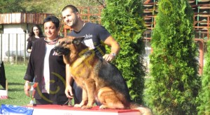 EL ESTE CEL MAI FRUMOS CÂINE VETERAN! VEZI GALERIE FOTO!