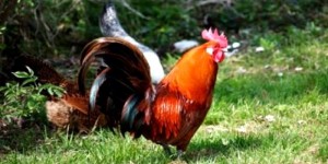 UN COCOȘ „TERORIZEAZĂ” O FAMILIE DIN PITEȘTI: „E INFERNAL!”