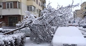 E PRĂPĂD! ÎN PITEȘTI, COPACI CĂZUȚI PESTE MAȘINI