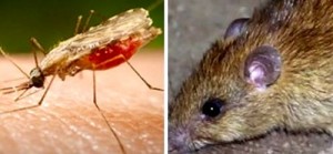 PITEȘTI: SCĂPĂM DE ŢÂNŢARI ŞI ŞOBOLANI?