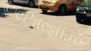 PITEŞTI, ORAŞUL ŞOBOLANILOR! (VIDEO)