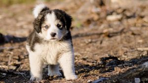 ADOPTĂ UN CÂINE! E GRATUIT