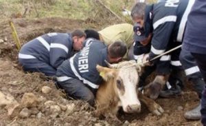 POMPIERII, CHEMAŢI SĂ SALVEZE DOUĂ VACI