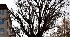 CAMPANIE DE TOALETARE A ARBORILOR