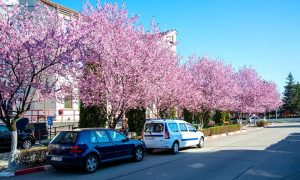 (GALERIE FOTO) MIOVENI, ORAŞUL FLORILOR