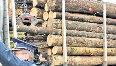 Firmă din Pietroșani, amendată pentru deținere și transport ilegal de lemne