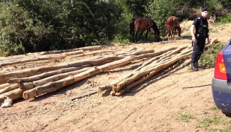 12 bărbați au fost prinși la furt de lemne în Argeș