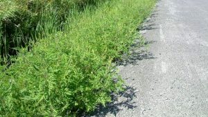 ULTIMA ORĂ: PLANTĂ NOCIVĂ. MĂSURĂ OFICIALĂ ÎN ARGEȘ