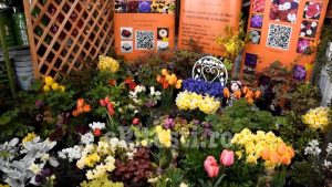 (VIDEO) S-A DESCHIS EXPOZIȚIA DE FLORI DE LA CASA CĂRȚII. VEZI CUM ARATĂ!