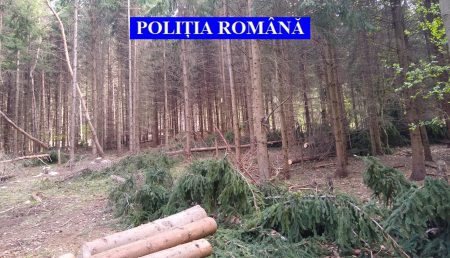 Argeș: Se fură lemne ca-n codru din pădurile județului