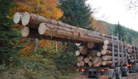 Firmă din Argeș, amendată cu 5.000 de lei pentru transport ilegal de lemne