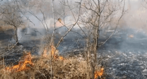 (VIDEO) INCENDIU DE VEGETAȚIE USCATĂ
