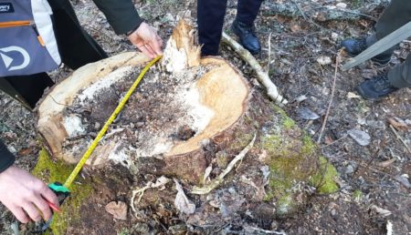 Oficial! Tăieri ilegale de arbori în Mioveni
