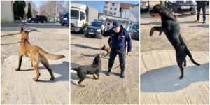 JANDARMERIA ARGEȘ ȘI-A ÎNTĂRIT DISPOZITIVUL CU DOI ROTTWEILERI ȘI UN CIOBĂNESC BELGIAN