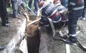 INTERVENȚIE PENTRU SALVAREA UNUI CAL CĂZUT ÎNTR-UN CANAL