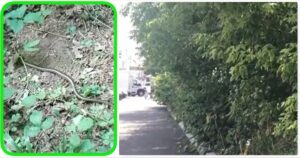 VIDEO: ŞARPE ÎN PĂDURE, ŞERPĂRIE LA BULEVARD