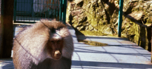 SERGIU ȘI GRETA, CEL MAI TARE CUPLU DE LA ZOO