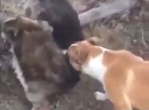 VIDEO: ŞI-A ASMUŢIT CÂINELE SĂ UCIDĂ