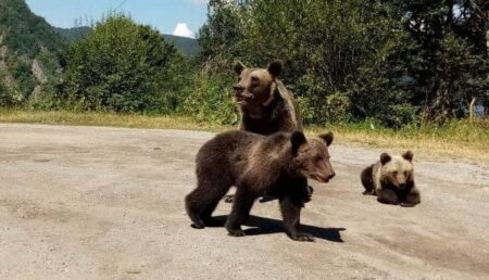 Guvernul a aprobat Ordonanța de Urgență care permite împușcarea sau eutanasierea urșilor