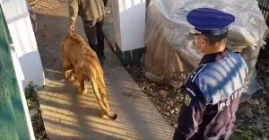 VIDEO: LEUL DIN VIDEOCLIPUL MANELISTULUI DANI MOCANU A FOST GĂSIT DE POLIŢIŞTI!