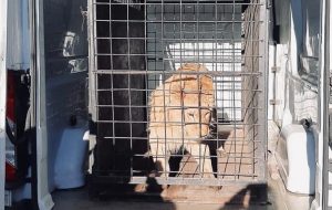 REACȚIA MINISTRULUI VELA DUPĂ GĂSIREA LEULUI DIN CLIPUL LUI DANI MOCANU. UNDE AJUNGE ANIMALUL