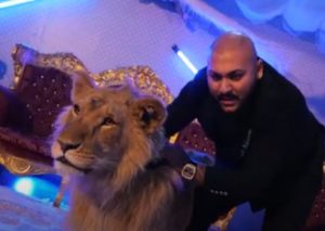 MANELISTUL DANI MOCANU RISCĂ DOSAR PENAL PENTRU RĂNILE LEULUI FOLOSIT ÎNTR-UN VIDEOCLIP