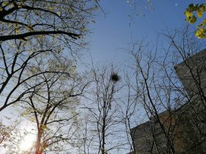 CUM POȚI CERE TĂIEREA SAU TOALETAREA ARBORILOR DE LÂNGĂ BLOCUL TĂU