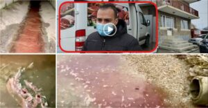 Video: Directorul de marketing de la abatorul din Bascov face declaraţii incredibile