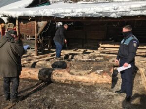 Livra cherestea fără documente legale. Materialul lemnos, confiscat de polițiști