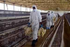 Alertă! Focare de gripă aviară înalt patogenă H5N8 în ţări vecine cu România