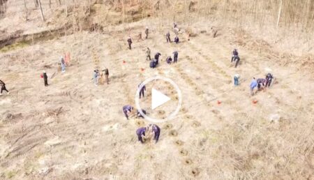 Video: Jandarmii, filmaţi cu drona când plantează stejari