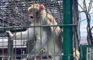 Grădina Zoologică din Pitești, program în perioada mini-vacanței