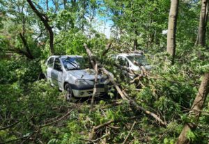 Video – Vântul face ravagii în Argeș. Copaci căzuți și cabluri electrice rupte
