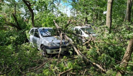 Video – Vântul face ravagii în Argeș. Copaci căzuți și cabluri electrice rupte