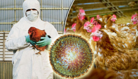 DSVSA Argeș, informare cu privire la focarele de gripă aviară