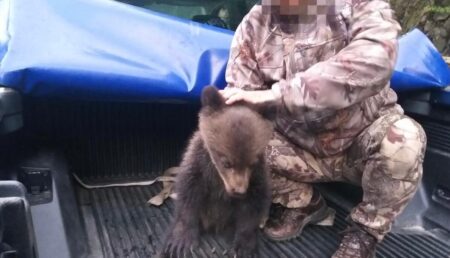 Ursuleţ salvat de un jandarm la Barajul Vidraru
