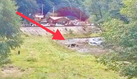 Video: Ursoaica şi puii au ieşit la picnic în Argeş