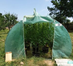 Video – Droguri la solar! Plantație de cannabis descoperită de polițiști în Argeș
