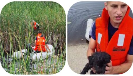 Update/Video: Cățel salvat de la moarte de pompierii ISU Argeș, după ce a fost aruncat în lac